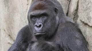 A TRUE FRIEND -- RIP HARAMBE TRIBUTE SONG