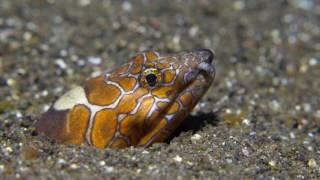 Diving Komodo 4K MY Adelaar