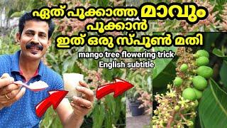 പൂക്കാത്തമാവ് പൂക്കാൻ ചില കുറുക്കുവിദ്യകൾ  mango tree flowering tips Malayalam  B tech mix media