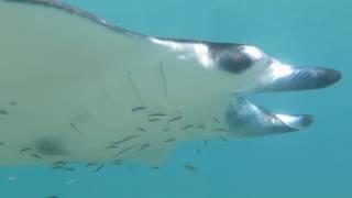 Mantas Rays #maldives #mantarays #youtubevideos #weflife5