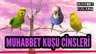 MUHABBET KUŞU CİNSLERİ ? İNGİLİZ YERLİ AYRIMI ? #muhabbetkuşu #ingiliz #budgie #parrot