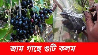 কিভাবে জাম গাছে গুটি কলম করবেন   Black Berry Grafting  How To Air Layering Black Berry Tree  Agro