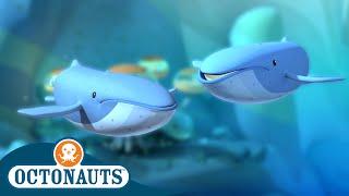 Octonauts - Two Blue Whales Collide  Full Episode 16  Cartoons for Kids  Underwater Sea Education