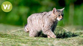 Photographing a very rare animal the European wildcat