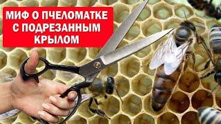 Миф страхи и реальность о пчеломатке с подрезанным крылом.