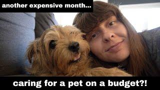 The vet bills never end... September 2023 Monthly Money Recap