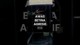 Awas Betina Ikan Guppy AGRESIF