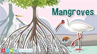 Mangrove – Gardienii Coastei