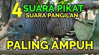 4 suara pikat pangilan perkutut paling ampuh