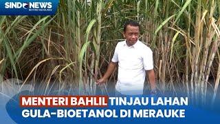 Menteri Investasi Bahlil Tinjau Lahan Tebu di Merauke Bidik Papua Selatan Jadi Lumbung Bioetanol