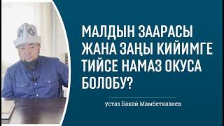 Малдын заарасы жана заңы кийимге тийсе намаз окуса болобу? ️ Бакай Мамбетказиев