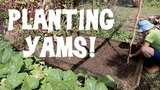 Planting Yam Bulbils
