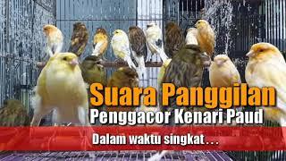 Suara panggilan Penggacor kenari paud Dalam waktu singkat