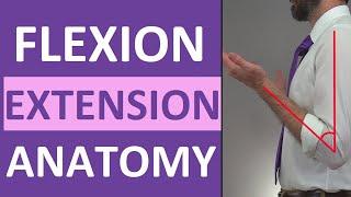 Flexion and Extension Anatomy Shoulder Hip Forearm Neck Leg Thumb Wrist Spine Finger