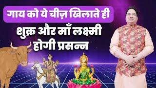 गाय को ये चीज़ खिलाते ही शुक्र और माँ लक्ष्मी होगी प्रसन्न #rahu#shani#astrology#ketu#moneytips