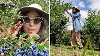 PICKING BLUEBERRIES 🫐 Slow Living Joys of Summer