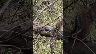 Wildlife in Central Park #nyc #iloveny #centralpark #birding