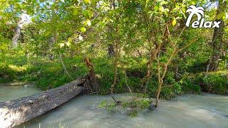 Chirping of Forest Birds and Peaceful Mountain Stream