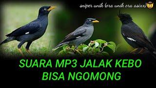 SUARA BURUNG JALAK BISA NGOMONG  POKOE UNIK COCOK BUAT MASTERAN ISIAN