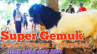 UPDATE HARGA KAMBING DI PASAR DURENAN TRENGGALEK HARI INI Senin legi 3Juni 2024.