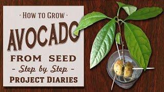  How to Grow Avocado from Seed A Complete Step by Step Guide