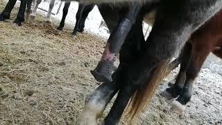 Horse stallion erection 456