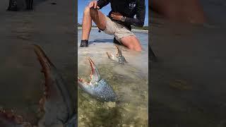 GIANT MUDCRAB Barehanded Catch