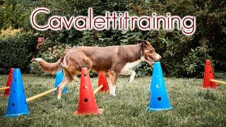 Cavaletti mit Hund