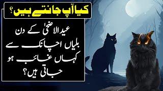 Interested Facts About Cats In Urdu Hindi