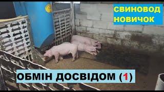 Обмін досвідом.Что будет с потолком в свинарникеесли подшить ОСБ?Опыт подписчика Павла.Свиноводство