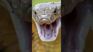 পৃথিবীর সব চেয়ে বিষাক্ত সাতটি সাপ ##RusselsViper#kingcobra #snakevideo #viralvideo #reels