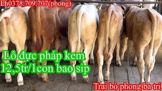 2602Trại bò phong ba tri 2 báo giá công khai tiếp tục nhé cả nhà