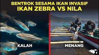 DRAMATIS DANAU DI BALI JADI TEMPAT IKAN INVASIF SALING BERHADAPAN IKAN ZEBRA VS NILA