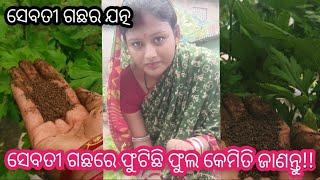 ସେବତି ଗଛ ଲଦି ହେଇଯିବ ଫୁଲରେ  #𒆜foryou @namitaskitchengarden9693