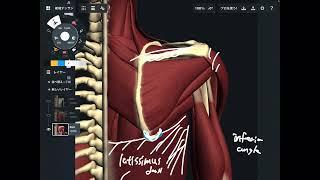Anatomy of muscles around scapula and how you apply to exercise