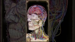 Discover the Power of the Brain The Thought Machine Fueled by Complex Vascular Networks