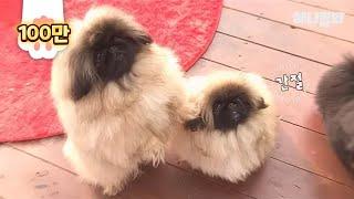 Pekingese puppies fighting as if they are trying to crash everything