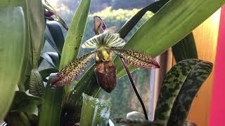 A good look at the bloom on my Paphiopedilum Wardii