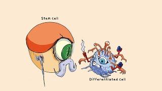 Summary - Natural Killer NK Cells