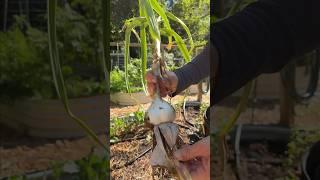 What happens when you plant store-bought garlic?