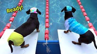 The Wienerlympics - Cute & Funny Wiener Dog Video