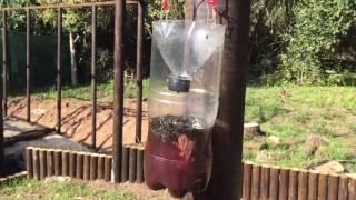 Killing Flies How to make a homemade fly trap