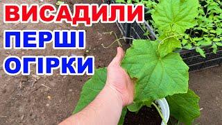 Як отримати ранні огірки  ? Вирощування огірків в теплиці.