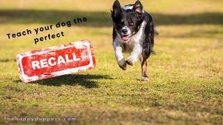 Teach your dog PERFECT RECALL in 5 minutes