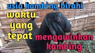 Usia kambing mulai birahi  waktu yang tepat mengawinkannya