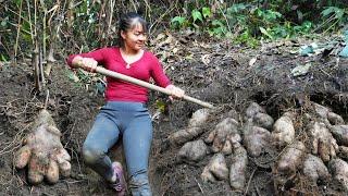 Digging Underground Wild Tuber Goes To Countryside Market Sell - Phương Free Bushcraft