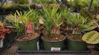 Buddhist Pine @ greengate Garden Centres