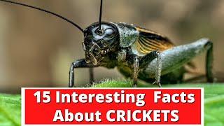 15 Facts About Crickets