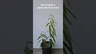 How to grow a peach tree from a peach pit