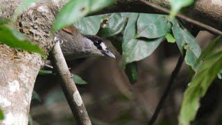 Incredible Rediscovery of the Black-browed Babbler  OBC Webinar  January 2022